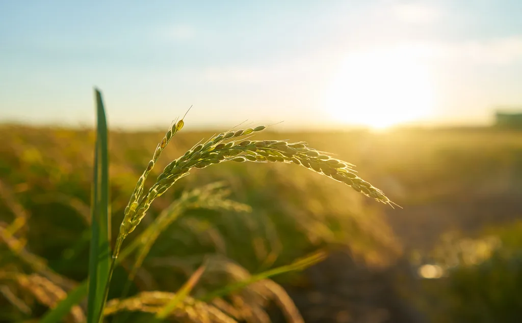 TCA Tanoira Cassagne asesora en el otorgamiento de un Préstamo Sindicado a Centro Tecnológico Agropecuario